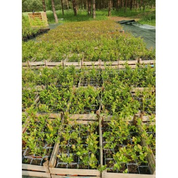 Šilauogė ,,Duke,, /Vaccinium corymbosum/ - P9 kont.