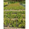 Krūmmellene ,,Duke,, /Vaccinium corymbosum/ - P9 kont.