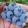 Krūmmellene ,,Spartan,, /Vaccinium corymbosum/ - C5 kont.