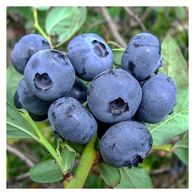 Krūmmellene ,,Spartan,, /Vaccinium corymbosum/ - C5 kont.