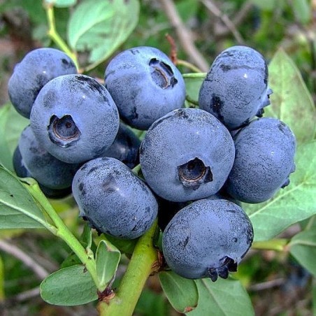 Krūmmellene ,,Spartan,, /Vaccinium corymbosum/ - C5 kont.