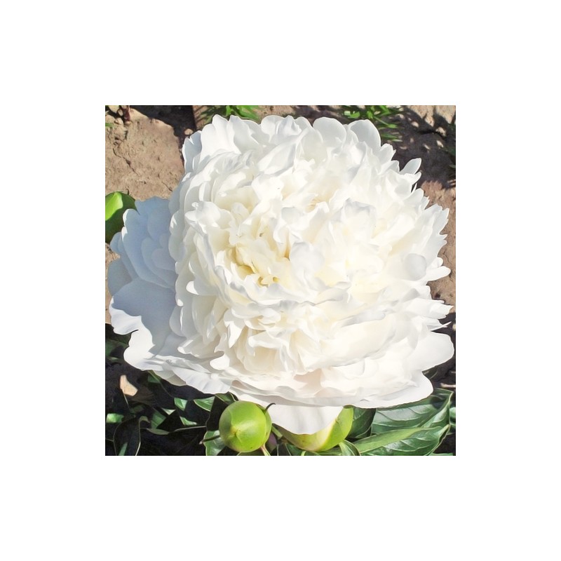 Peonija 'Moon over Barrington' /Paeonia/ - C3 kont.