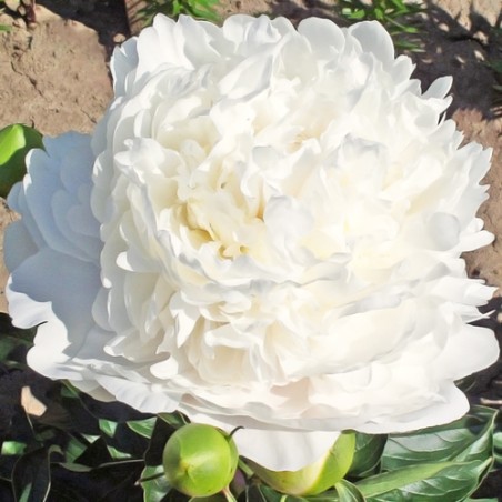 Peonija 'Moon over Barrington' /Paeonia/ - C3 kont.