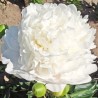 Peonija 'Moon over Barrington' /Paeonia/ - C3 kont.