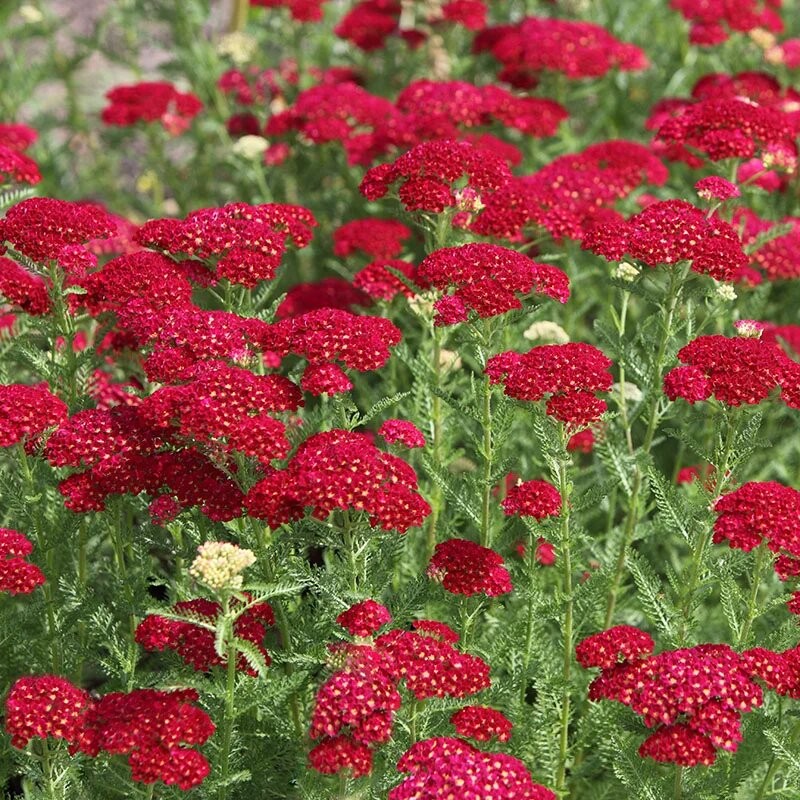 Parastais pelašķis 'Pretty Woman' /Achillea millefolium/ P12 kont.