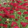 Parastais pelašķis 'Pretty Woman' /Achillea millefolium/ P12 kont.
