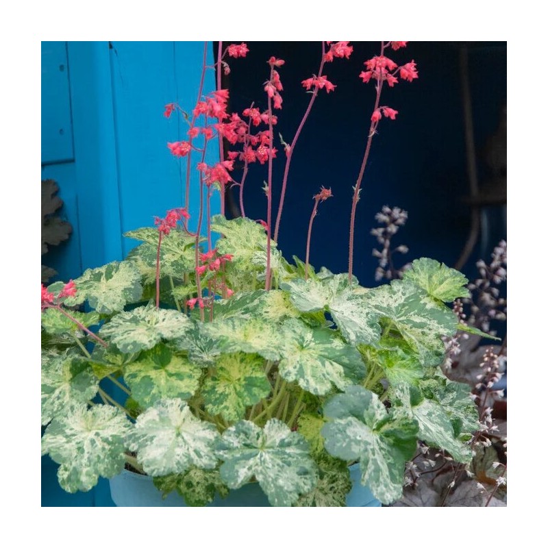 Heihēra "Hercules" /heuchera/ - C3 kont.