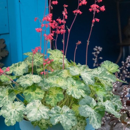 Heihēra "Hercules" /heuchera/ - C3 kont.