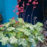 Heihēra "Hercules" /heuchera/ - C3 kont.
