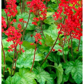 Heihēra "Coral Forest"...