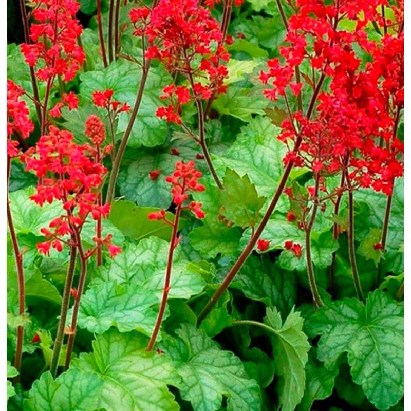 Heihēra "Coral Forest" /heuchera/ - P12 kont.