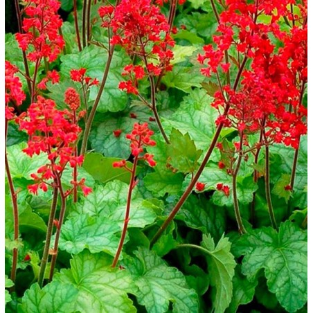 Heihēra "Coral Forest" /heuchera/ - P12 kont.