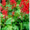 Heihēra "Coral Forest" /heuchera/ - P12 kont.