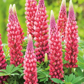 Lupīna “The Pages" /lupinus...