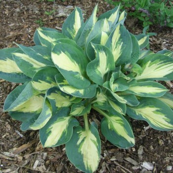 Hosta 'Popcorn' /Hosta/ -...