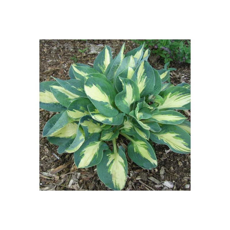 Hosta 'Popcorn' /Hosta/ - P12 kont.