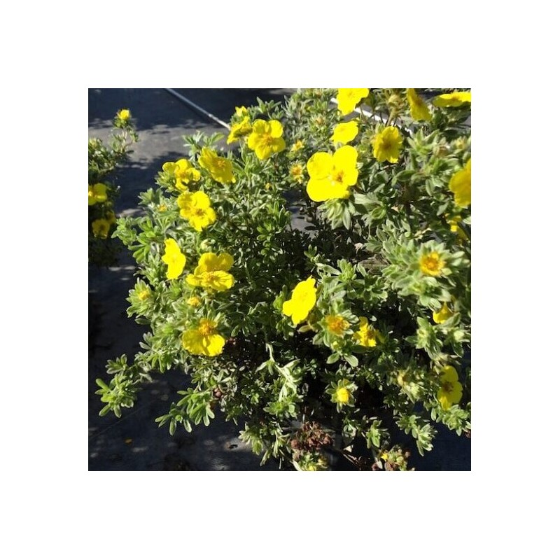 Klinšrozīte, parastā “Goldstar” /Potentilla fruticosa/ - C2 kont.
