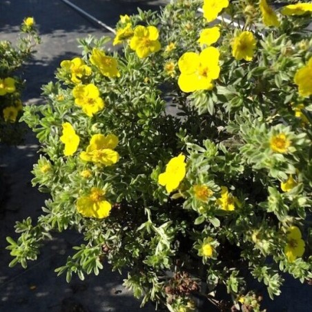 Klinšrozīte, parastā “Goldstar” /Potentilla fruticosa/ - C2 kont.