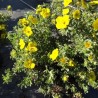 Klinšrozīte, parastā “Goldstar” /Potentilla fruticosa/ - C2 kont.