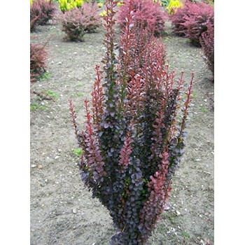 Bārbele, Tunberga “Red Rocket” /berberis thunbergii/ - C2 kont.