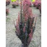 Bārbele, Tunberga “Red Rocket” /berberis thunbergii/ - C2 kont.