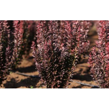 Bārbele, Tunberga “Red Rocket” /berberis thunbergii/ - C2 kont.