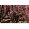 Bārbele, Tunberga “Red Rocket” /berberis thunbergii/ - C2 kont.