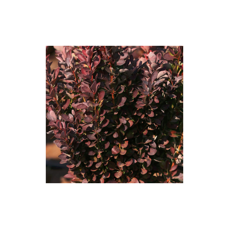 Raugerškis, Tunbergo “Red Rocket” /berberis thunbergii/ - C2 kont.