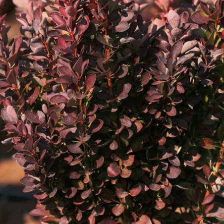 Bārbele, Tunberga “Red Rocket” /berberis thunbergii/ - C2 kont.