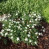 Klinšrozīte, trīszobu, vīnlapu “Nuuk” /Potentilla tridentata/ - C2 kont.