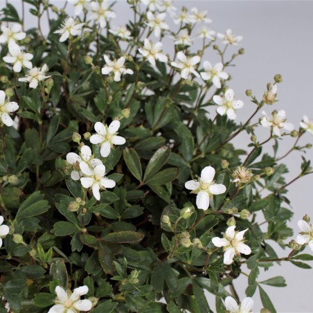 Klinšrozīte, trīszobu, vīnlapu “Nuuk” /Potentilla tridentata/ - C2 kont.