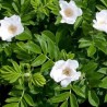 Roze, rievainā "Alba" /rosa rugosa/ - C5 Kont.