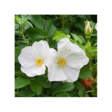 Roze, rievainā "Alba" /rosa rugosa/ - C5 Kont.