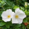 Roze, rievainā "Alba" /rosa rugosa/ - C5 Kont.