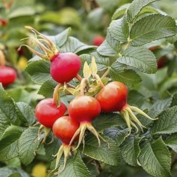 Roze, rievainā "Rubra" /rosa rugosa/ - C5 Kont.