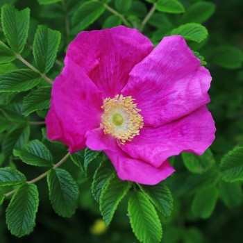 Roze, rievainā "Rubra"...