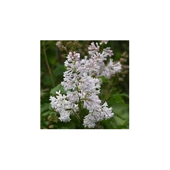 Ceriņš 'Agnes Smith' /Syringa/ - C3 kont.