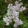 Alyva 'Agnes Smith' /Syringa/ - C3 kont.