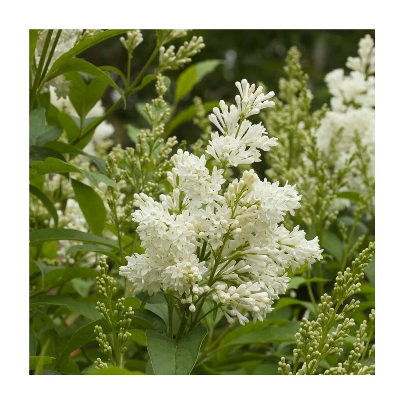 Ceriņš 'Agnes Smith' /Syringa/ - C3 kont.