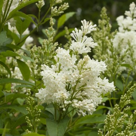 Alyva 'Agnes Smith' /Syringa/ - C3 kont.