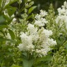 Alyva 'Agnes Smith' /Syringa/ - C3 kont.