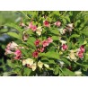 Veigela, krāšņā "Marjorie" /Weigela florida/ - C2,5 kont.