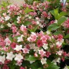 Veigela, krāšņā "Marjorie" /Weigela florida/ - C2,5 kont.