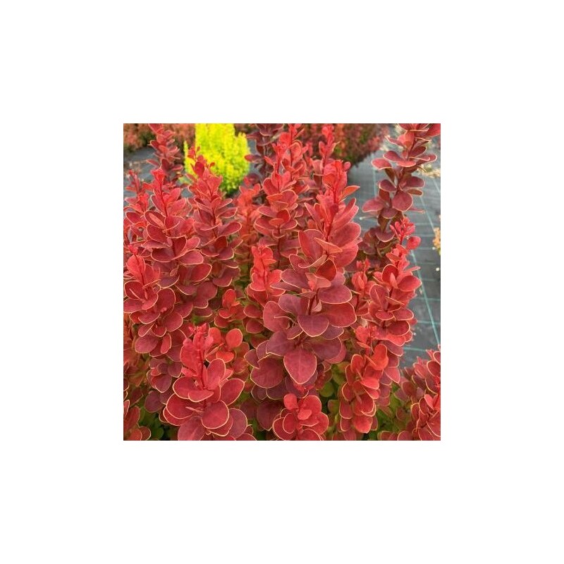 Bārbele, Tunberga "Neon" /berberis thunbergii/ - C2 kont.