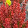 Bārbele, Tunberga "Neon" /berberis thunbergii/ - C2 kont.