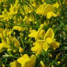 Irbulene, Lidijas /genista lydia/ - C1 kont.