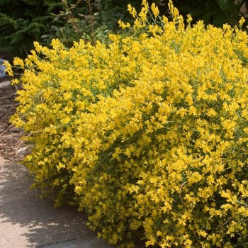 Irbulene, Lidijas /genista lydia/ - C1 kont.