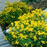 Irbulene, Lidijas /genista lydia/ - C1 kont.