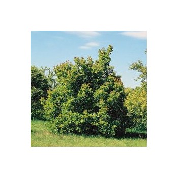 Tatārijas kļava /acer...