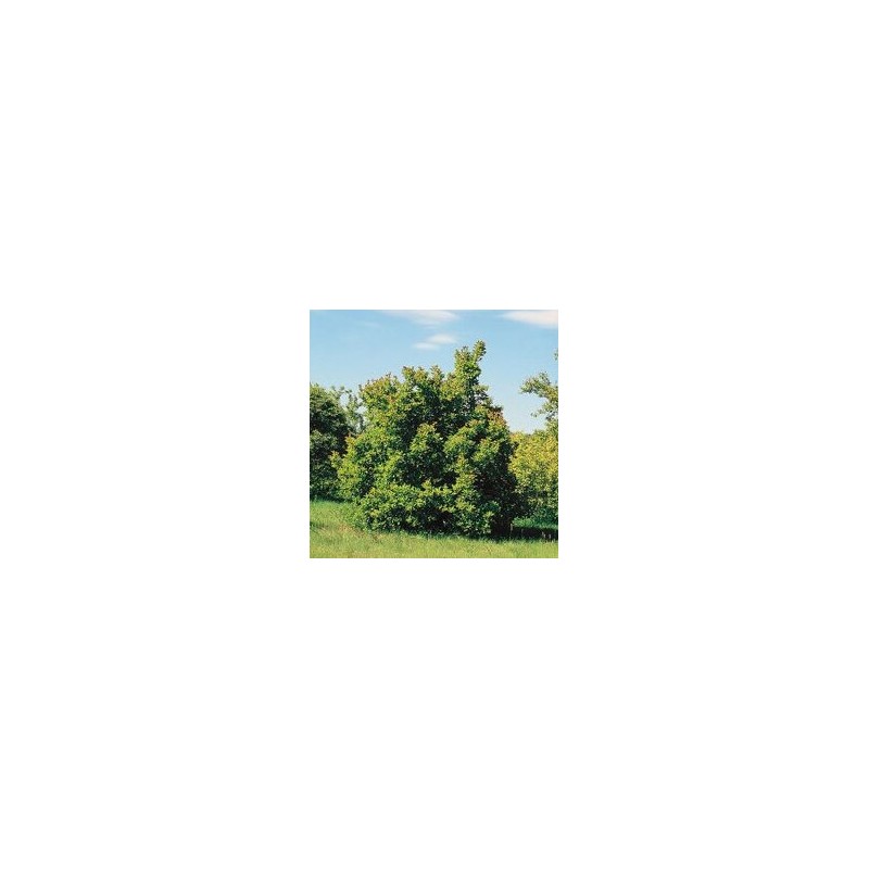 Tatārijas kļava /acer tataricum/
